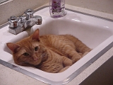 Solomon In Sink 2